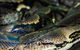 Serpentarium Wildlife Park Tasmania - thumb 1