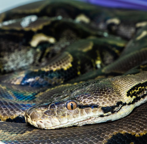 Serpentarium Wildlife Park Tasmania - Yamba Accommodation 1