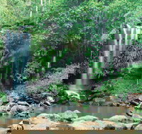 Tamborine National Park - Yamba Accommodation