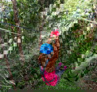 TreeTop Challenge - Sunshine Coast - Yamba Accommodation