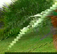 Whitsunday Green Club Golf - Yamba Accommodation