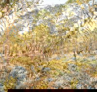 Alpine Views Walk - Yamba Accommodation