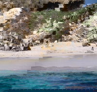 Australian Sea Lions - Yamba Accommodation