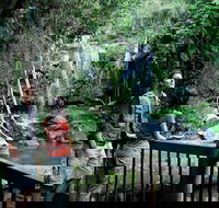 Curtis Falls track Tamborine National Park - Yamba Accommodation