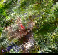 Depot Beach Rainforest Walk - Yamba Accommodation