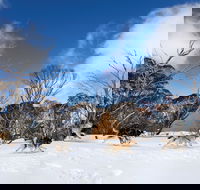 Dinner Plain - Yamba Accommodation