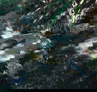 Howard Springs Nature Park - Yamba Accommodation