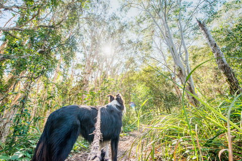 Lamb Island (Nguderoo) - Yamba Accommodation 1