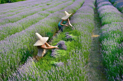 Lavandula Swiss Italian Farm - Yamba Accommodation 0