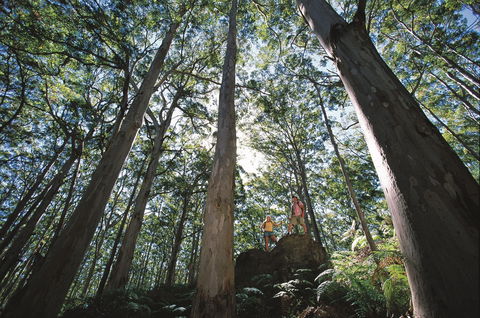 Leeuwin-Naturaliste National Park - Leeuwin - Yamba Accommodation 0