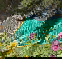 Living Legends The International Home of Rest for Champion Horses - Yamba Accommodation