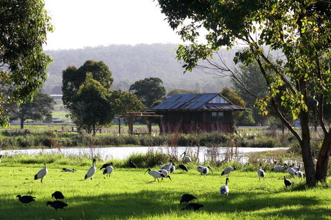 Panboola Wetlands - Yamba Accommodation 1