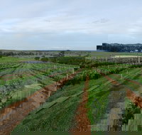 Razorback Cawdor Camden Park - Yamba Accommodation