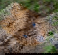 Rottnest Island - Yamba Accommodation