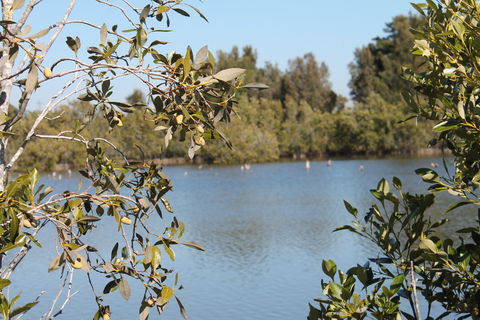 Boyters Lane Bird Hide - Yamba Accommodation 2