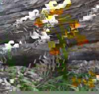 Dawn Atwell Nature Reserve - Yamba Accommodation