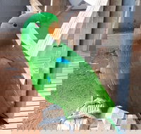 Eyre Reptile  Wildlife Park - Yamba Accommodation