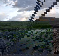 Fogg Dam Conservation Reserve - Yamba Accommodation