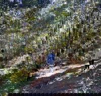 Lyrebird Circuit Walk - Yamba Accommodation