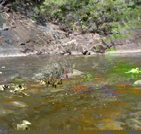 Mount Boss State Forest - Yamba Accommodation