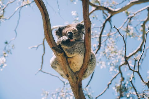 Samford Conservation Park And Bunyaville Conservation Park - Yamba Accommodation 2