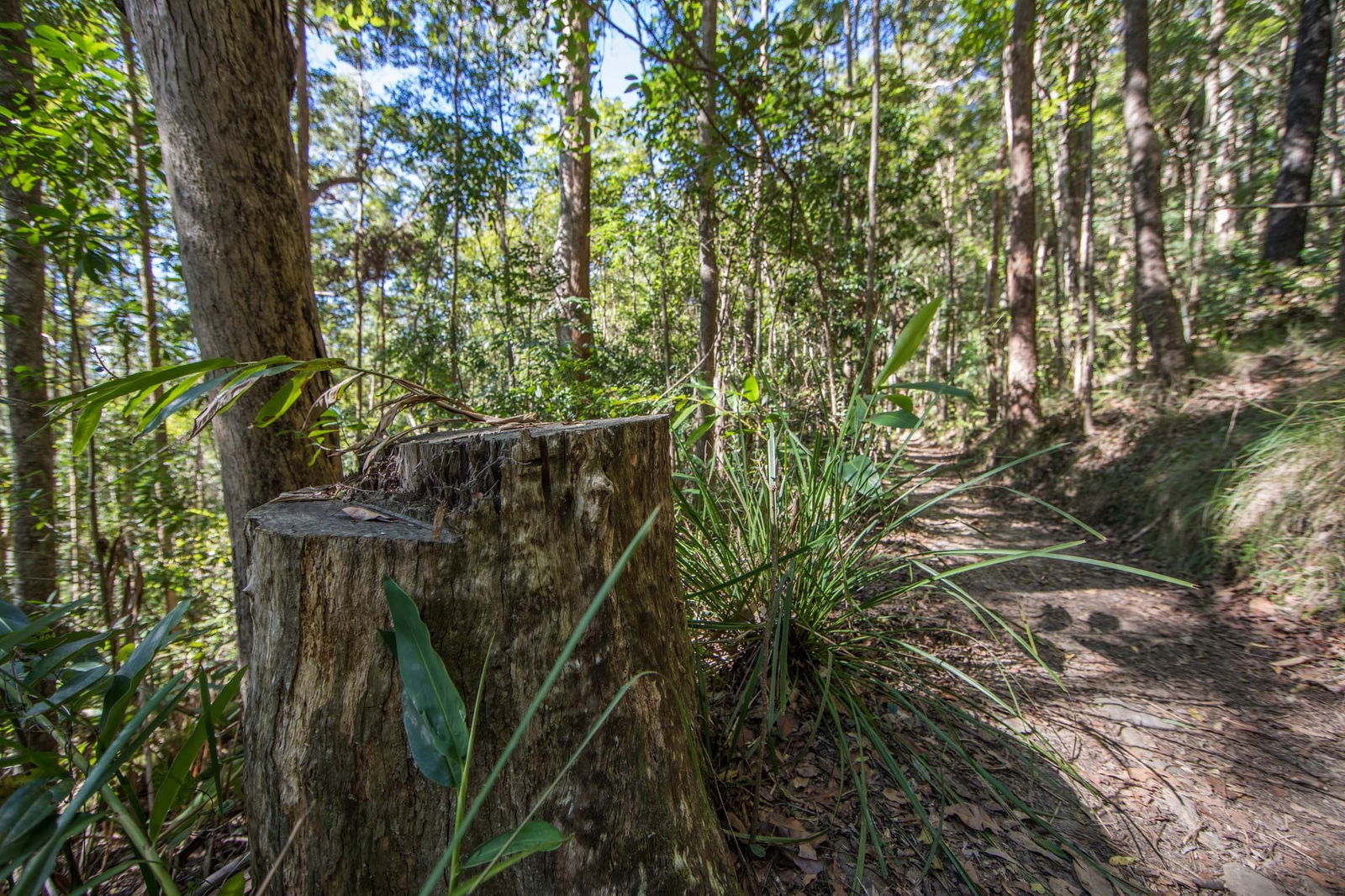 Mount Nebo QLD Yamba Accommodation