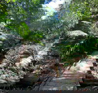 Wirrawilla Rainforest Walk - Yamba Accommodation