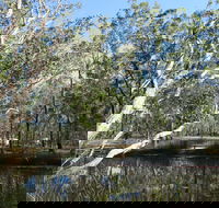 Wongi State Forest - Yamba Accommodation