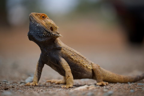 Arkaroola Wilderness Sanctuary - Yamba Accommodation 1