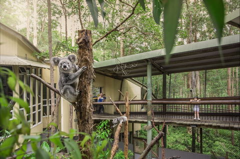 Daisy Hill Koala Centre - Yamba Accommodation 0