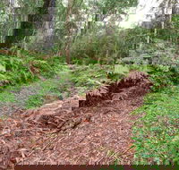 Forest Walking Track Gibraltar Range National Park - Yamba Accommodation
