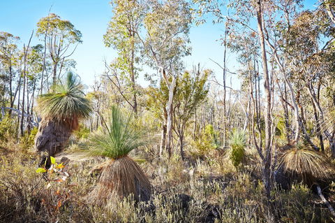 Mt Glenrowan Lookout Walk - Yamba Accommodation 2