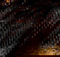 Tamborine Mountain Glow Worm Tours - Yamba Accommodation