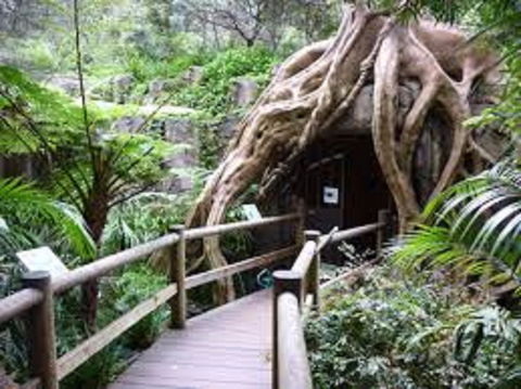 Tamborine Mountain Glow Worm Tours - Yamba Accommodation 2