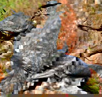 Thunderbolt's Statue and Constable Walker Memorial - Yamba Accommodation