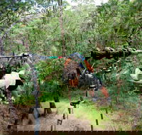 TreeTop Challenge - Yamba Accommodation