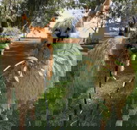 Visit an alpaca farm and get up and personal with these gentle and unique animals - Yamba Accommodation