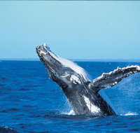 Whale Watching on Keswick Island - Yamba Accommodation