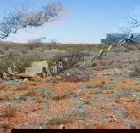 Winnecke Goldfield Cemetery - Yamba Accommodation