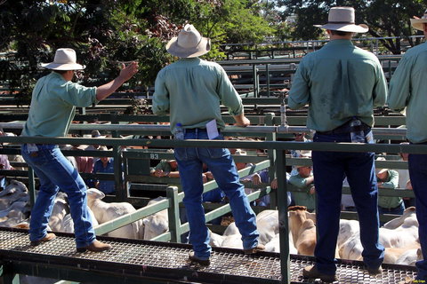 Blackall Saleyards - Yamba Accommodation 2