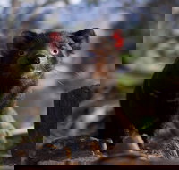 Bonorong Wildlife Sanctuary - Yamba Accommodation