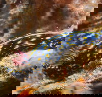 Cochrane Artificial Reef Dive Site - Yamba Accommodation