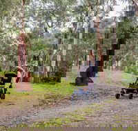 Currawong Bush Park - Yamba Accommodation
