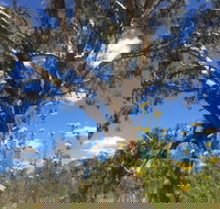 Euroa Arboretum - Yamba Accommodation