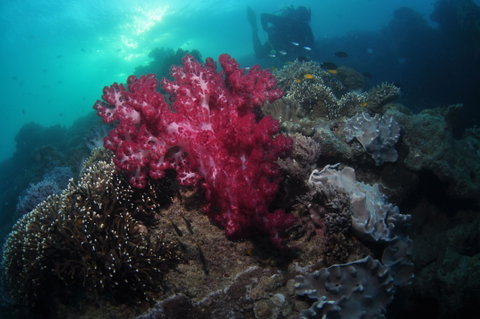 Luncheon Bay Dive Site - Yamba Accommodation 0