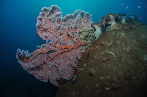 Luncheon Bay Dive Site - Yamba Accommodation 1