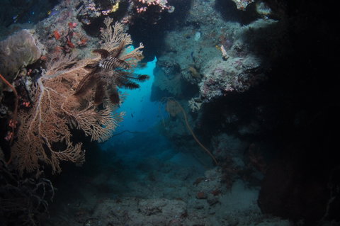 Luncheon Bay Dive Site - Yamba Accommodation 2