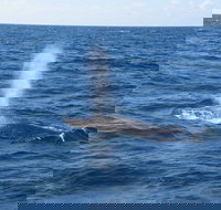 Minyama - Yamba Accommodation