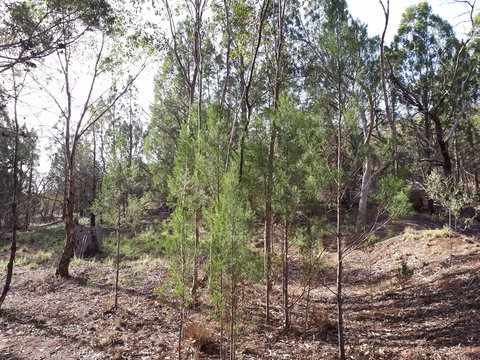 Pioneer Park - Yamba Accommodation 2