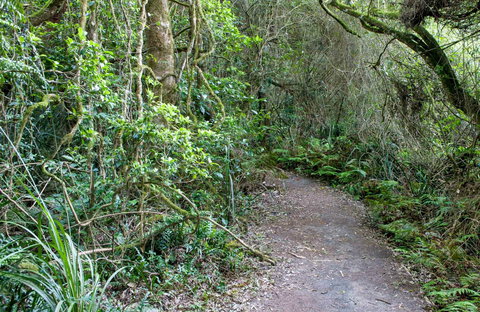 Rainforest Walking Track, Roberston Nature Reserve - Yamba Accommodation 0